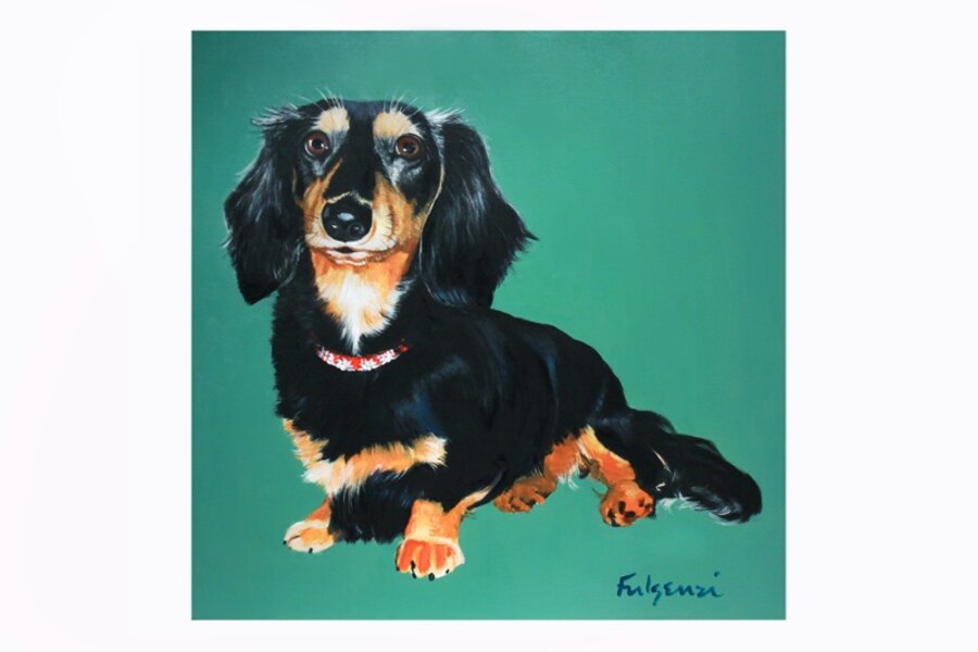 Realistic Dachshund pet portrait by Maureen Fulgenzi — Teal bg palette, Palm Beach, FL